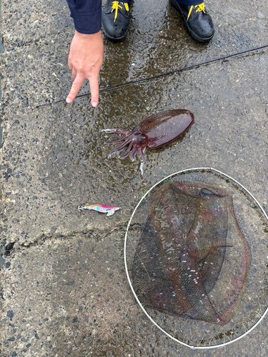 モンゴウイカの釣果