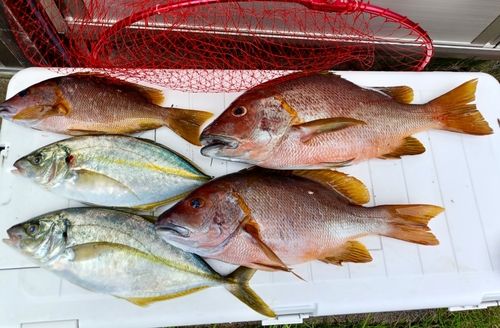 フエダイの釣果