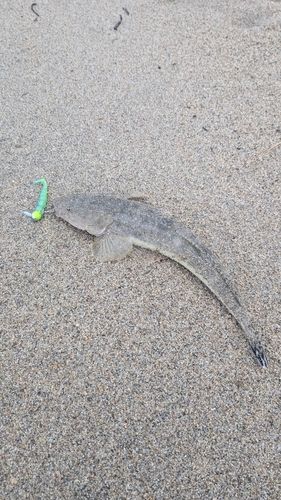マゴチの釣果