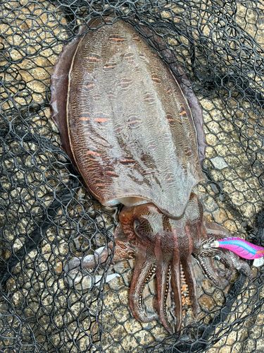 モンゴウイカの釣果