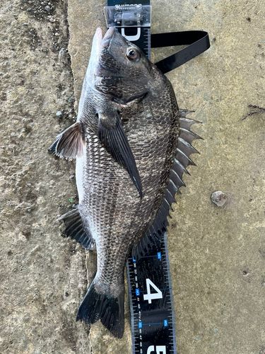 チヌの釣果