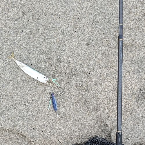 マサバの釣果