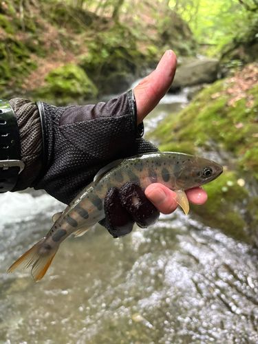 アマゴの釣果