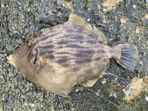 カワハギの釣果