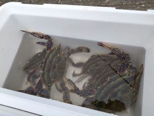 ワタリガニの釣果