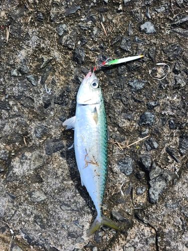 サバの釣果
