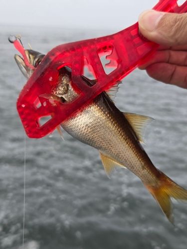ムツの釣果
