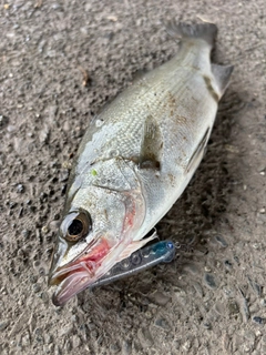 セイゴ（ヒラスズキ）の釣果