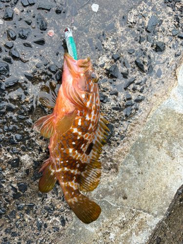 キジハタの釣果