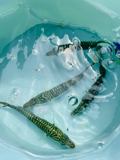 サバの釣果