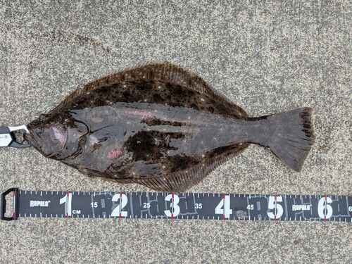 ヒラメの釣果