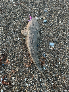 マゴチの釣果