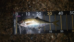 マアジの釣果