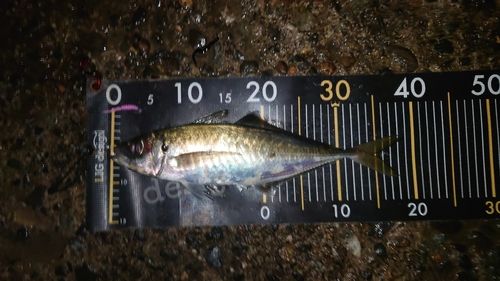 マアジの釣果
