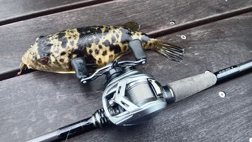 コモンフグの釣果