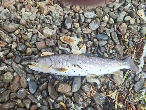 アメマスの釣果