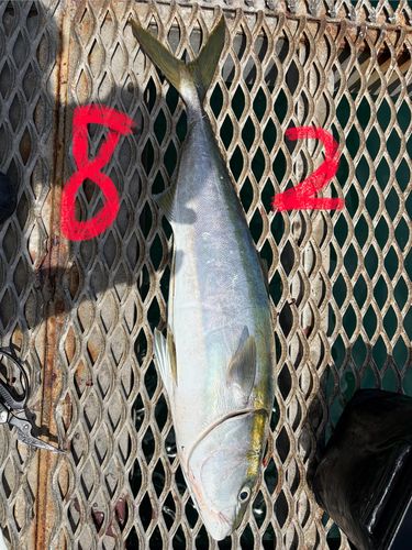 ブリの釣果