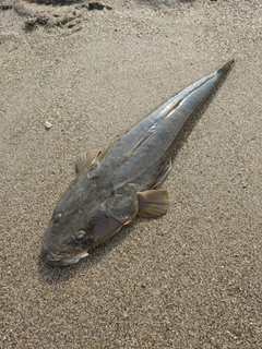 マゴチの釣果