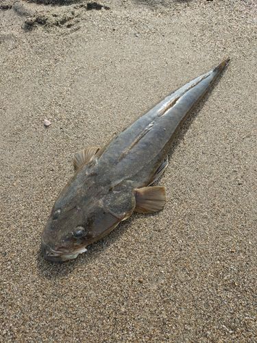 マゴチの釣果