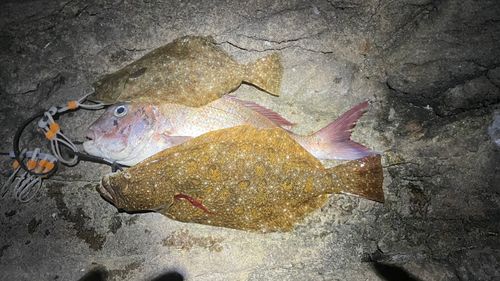 ヒラメの釣果