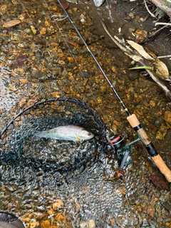 ヤマメの釣果