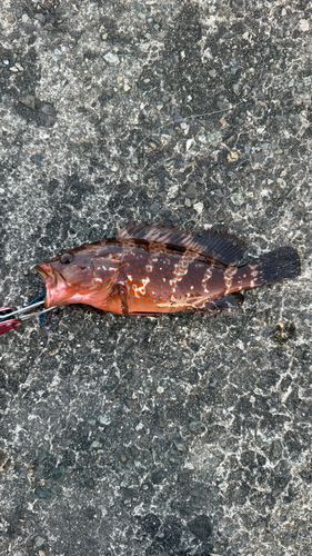 キジハタの釣果