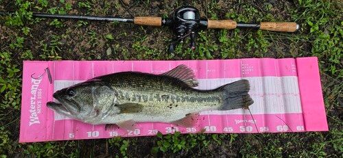 ブラックバスの釣果