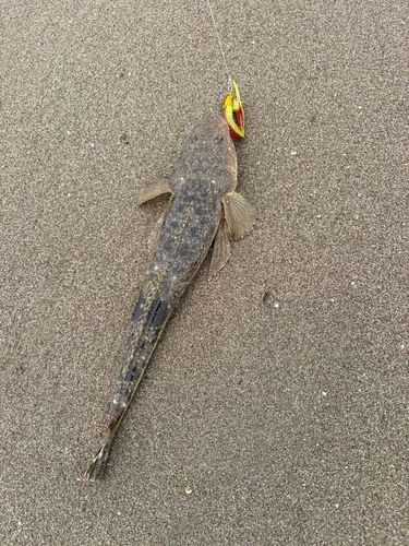 マゴチの釣果