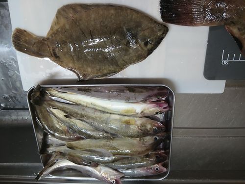 クロガシラガレイの釣果