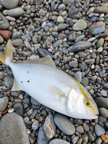 ネイリの釣果