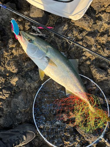ワラサの釣果