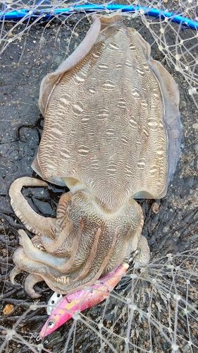 モンゴウイカの釣果