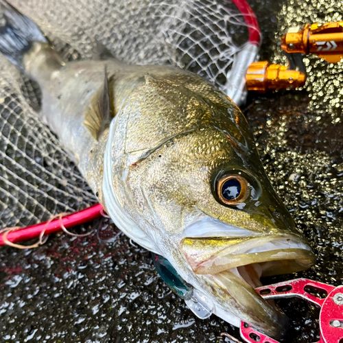 フッコ（マルスズキ）の釣果