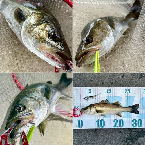 フッコ（マルスズキ）の釣果