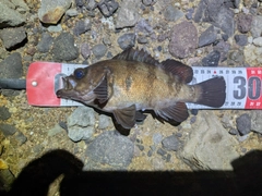 メバルの釣果