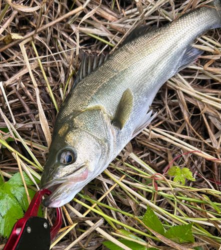 フッコ（マルスズキ）の釣果