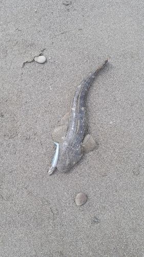 マゴチの釣果