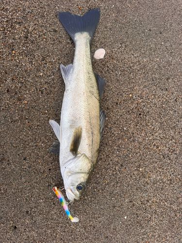 マゴチの釣果