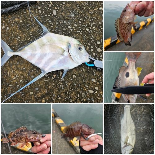 イトヒキアジの釣果