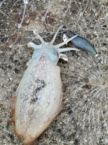 コウイカの釣果