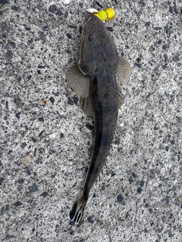 マゴチの釣果