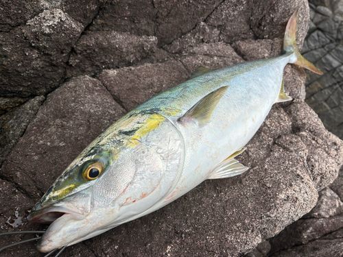 ワラサの釣果