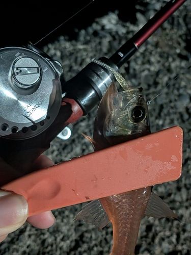 ネンブツダイの釣果