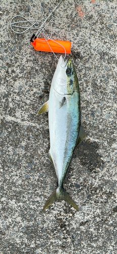 ワラサの釣果