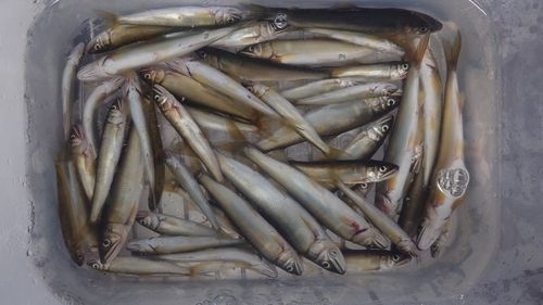 アユの釣果