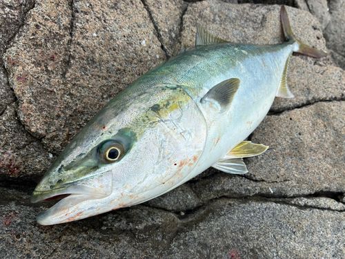ワラサの釣果