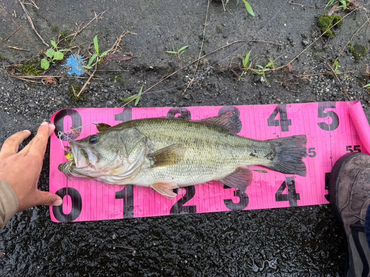 ブラックバスの釣果写真