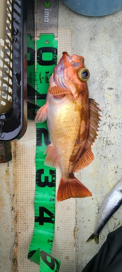 ウスメバルの釣果