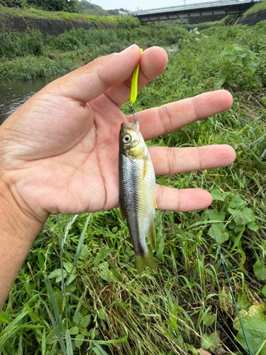 カワムツの釣果