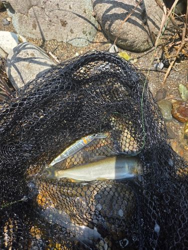 アユの釣果
